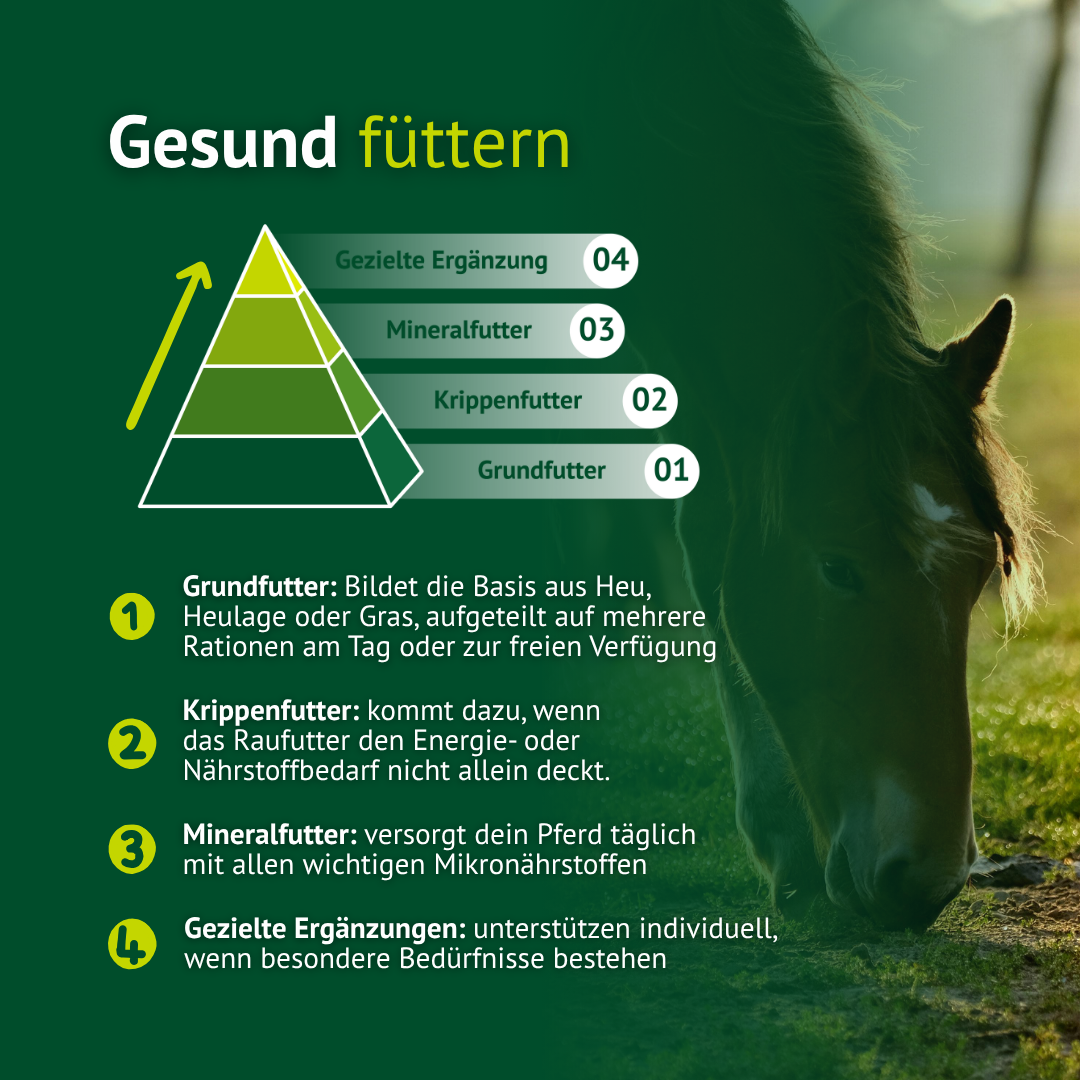 Gesunde Pferdefütterung Übersicht – Grundfutter, Kraftfutter und Ergänzungen für optimale Versorgung