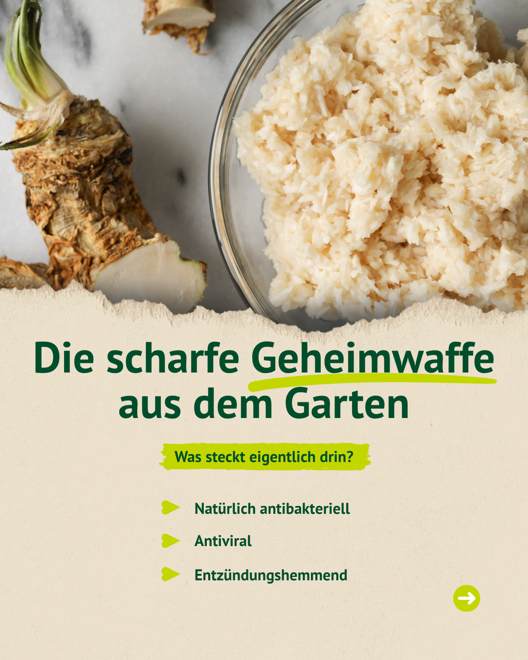 Frischer Meerrettich und Wurzel im Detail – Erklärung zur Pflanze und ihren Eigenschaften