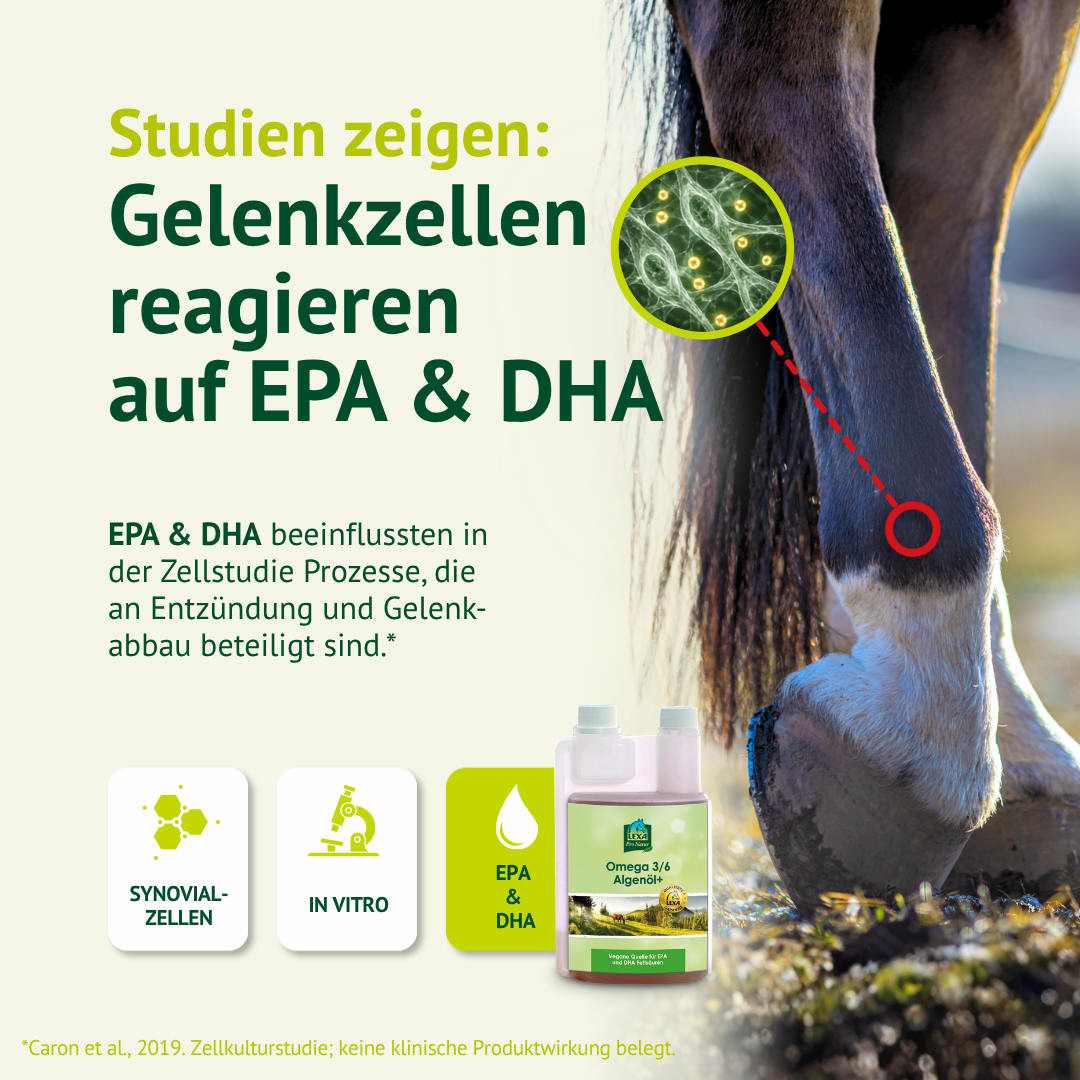 LEXA Algenöl+ neben einem Pferdebein und einer Zellillustration. Thema: EPA und DHA in einer Zellstudie.