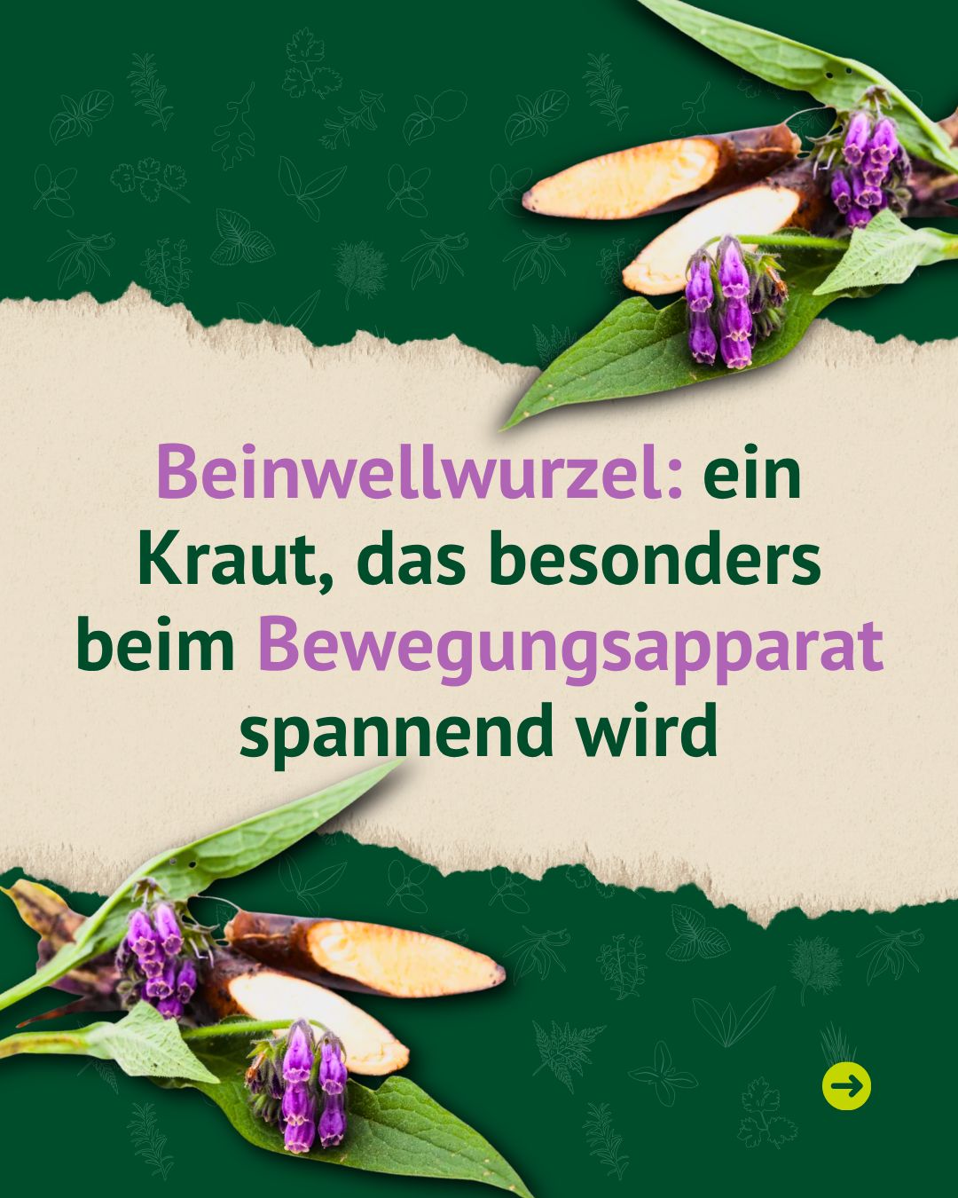 Infografik über Beinwellwurzel als Kraut, das besonders für den Bewegungsapparat von Pferden interessant ist.