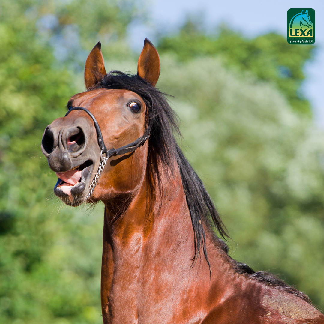 Braunes Pferd mit lebhafter Miene Ein braunes Pferd mit einer lebhaften Miene steht vor einer grünen Hintergrundlandschaft.