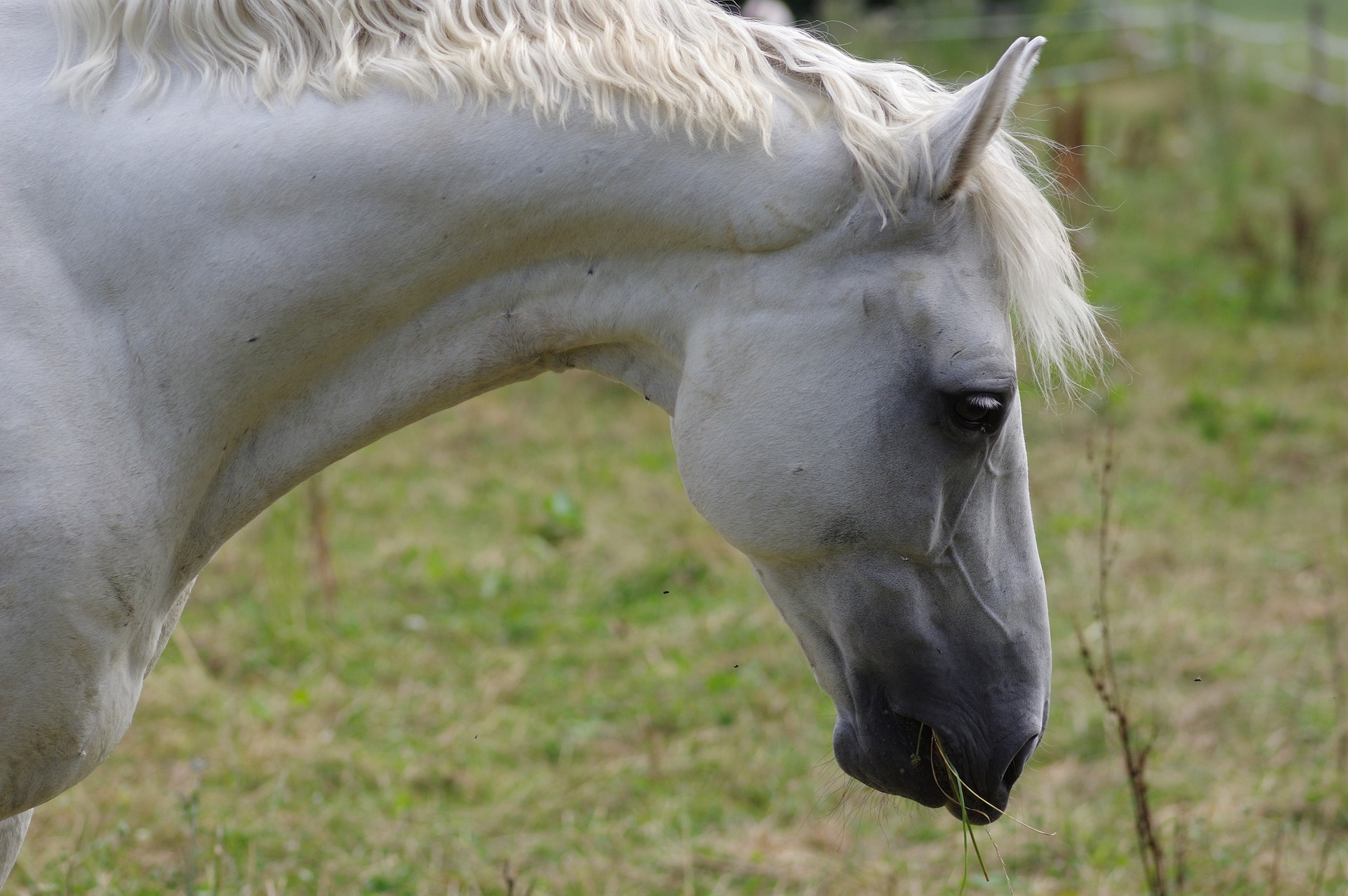 Haarluizen bij paarden
