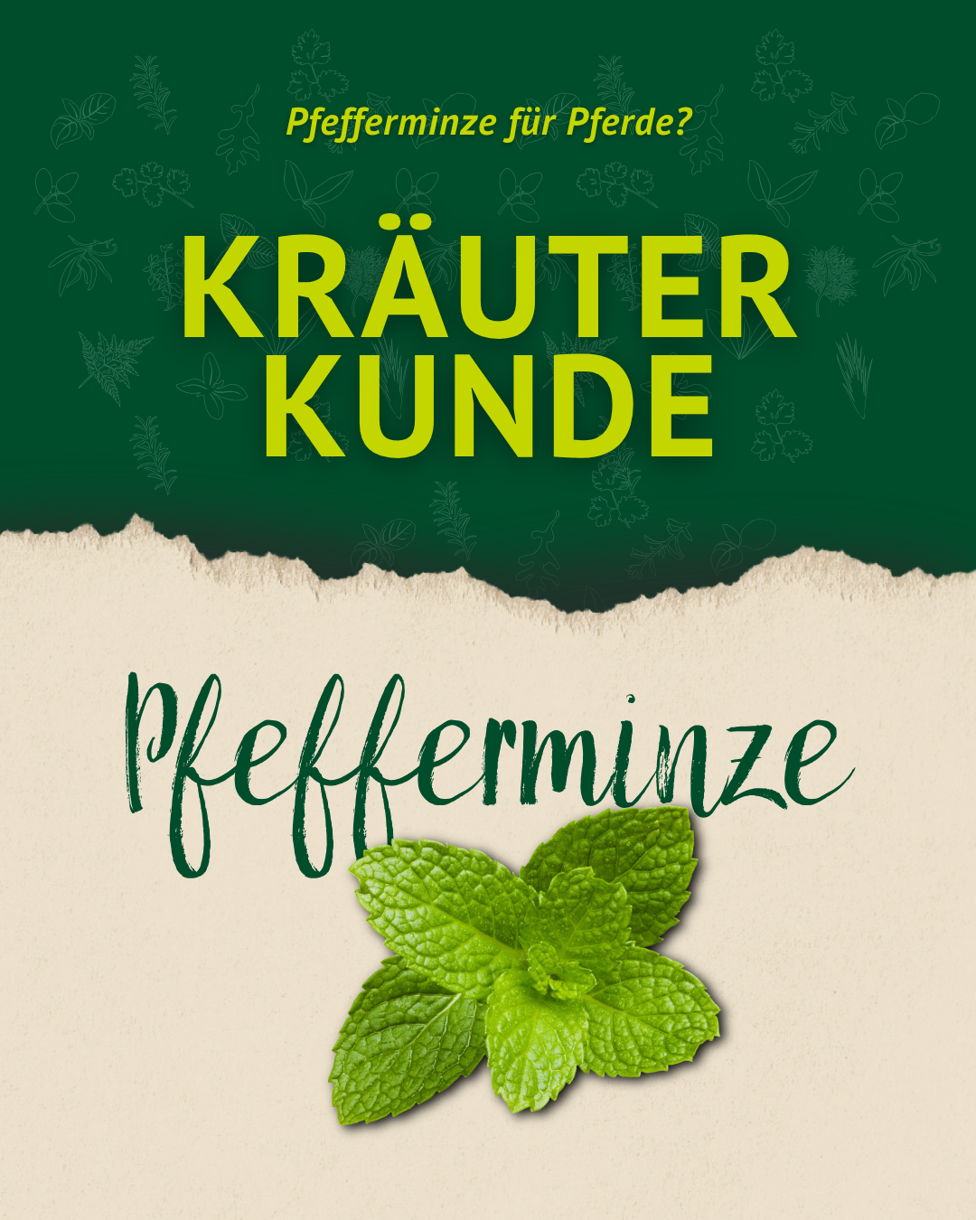 Titelgrafik zur Kräuterkunde: Pfefferminze für Pferde, gestaltet mit frischen grünen Pfefferminzblättern.