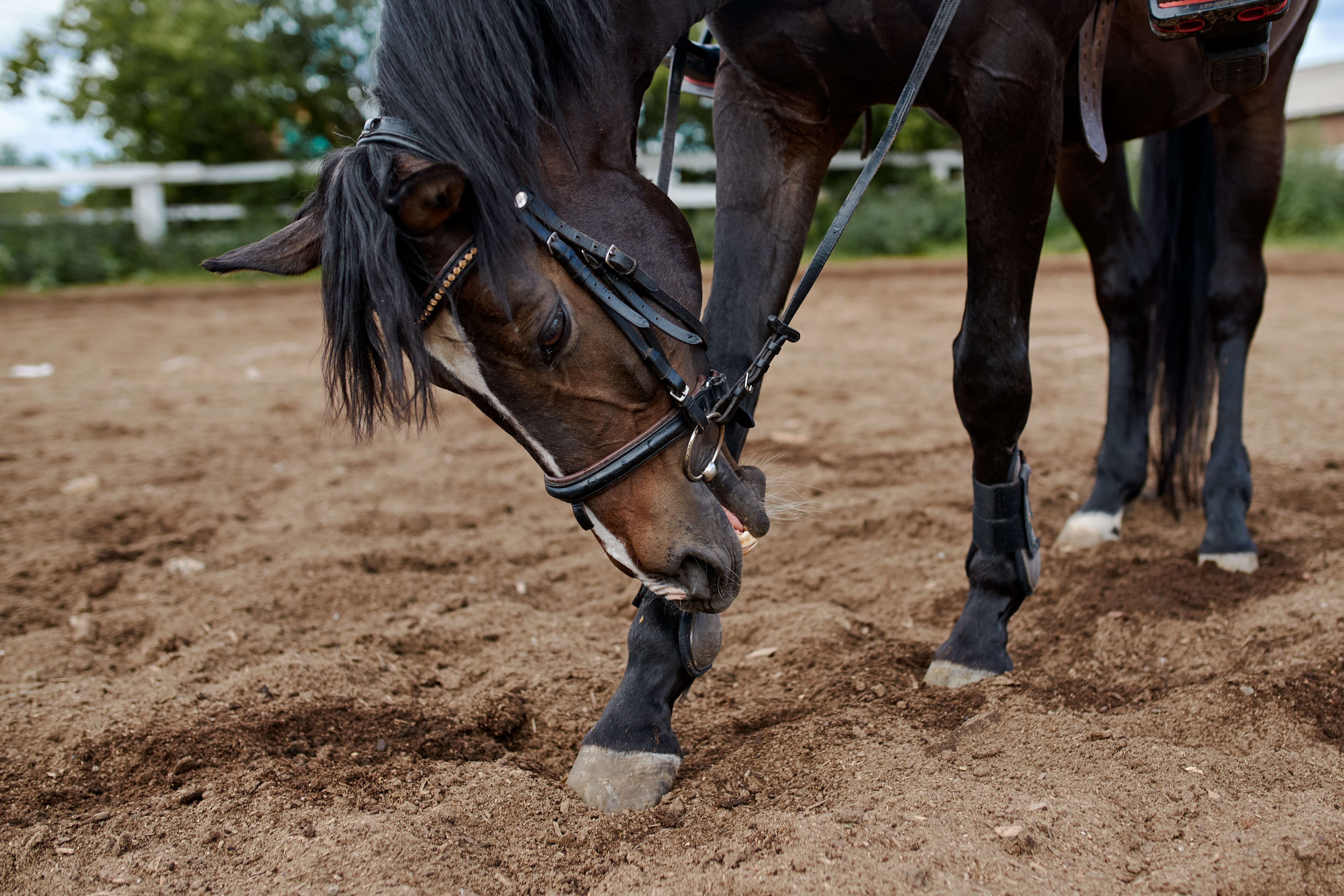 Lijster bij paarden