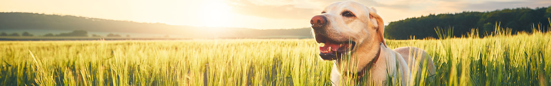 Labrador im Sonnenaufgang auf einem Feld Ein Labrador retriever steht in einem Feld mit hohem Gras, während die Sonne aufgeht.