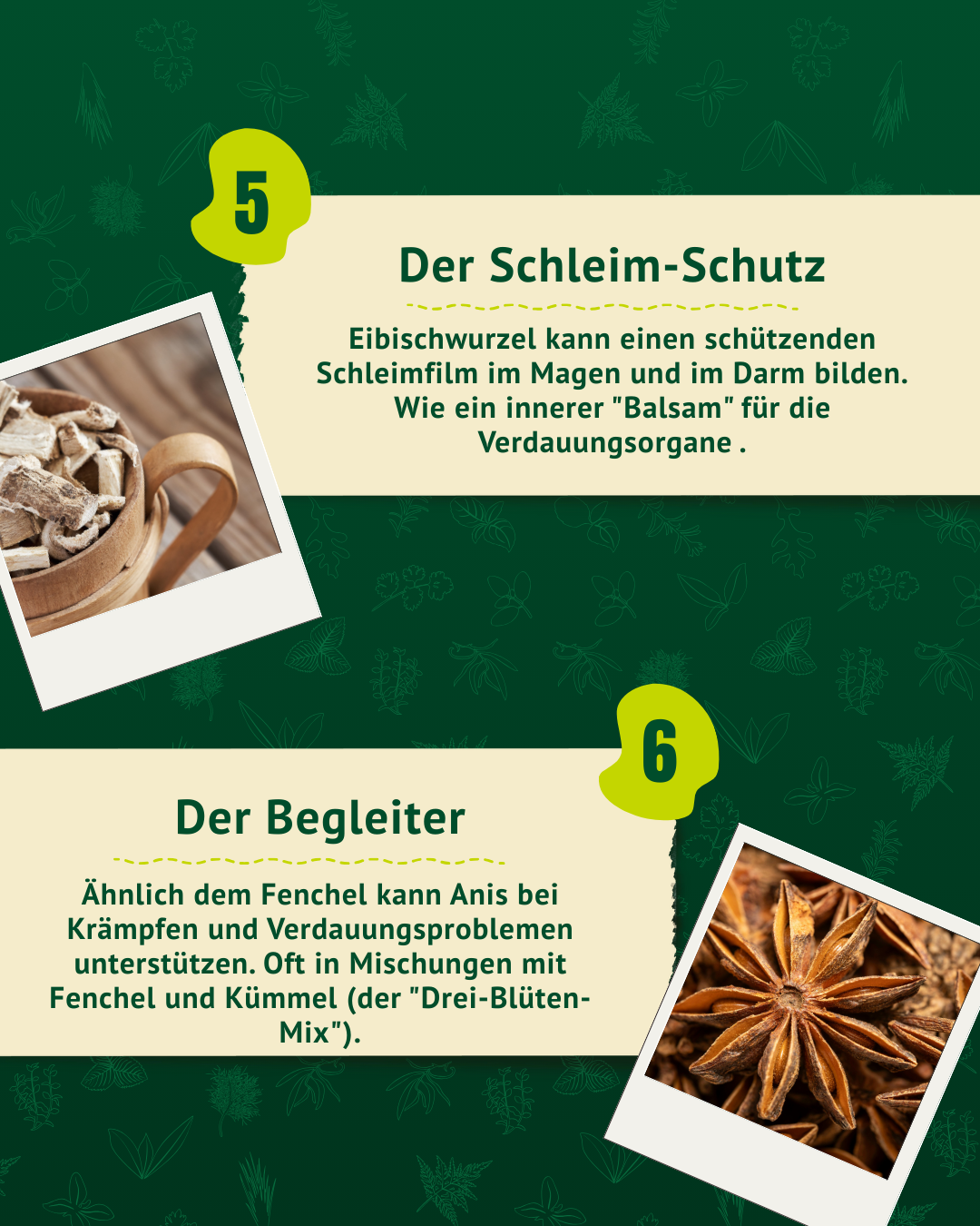 Erklärung der schützenden Wirkung von Eibischwurzel für die Schleimhäute und Anis als Begleiter bei Verdauungsproblemen.