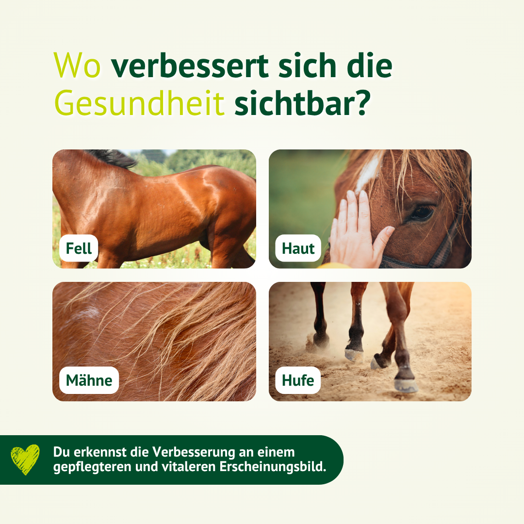 Sichtbare Unterstützung für Fell, Haut, Mähne und Hufe mit LEXA Derma-Mineral