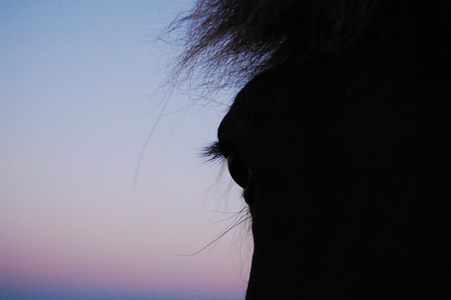 Silhouette eines Löwenkopfes vor einem farbigen Himmel bei Sonnenuntergang.