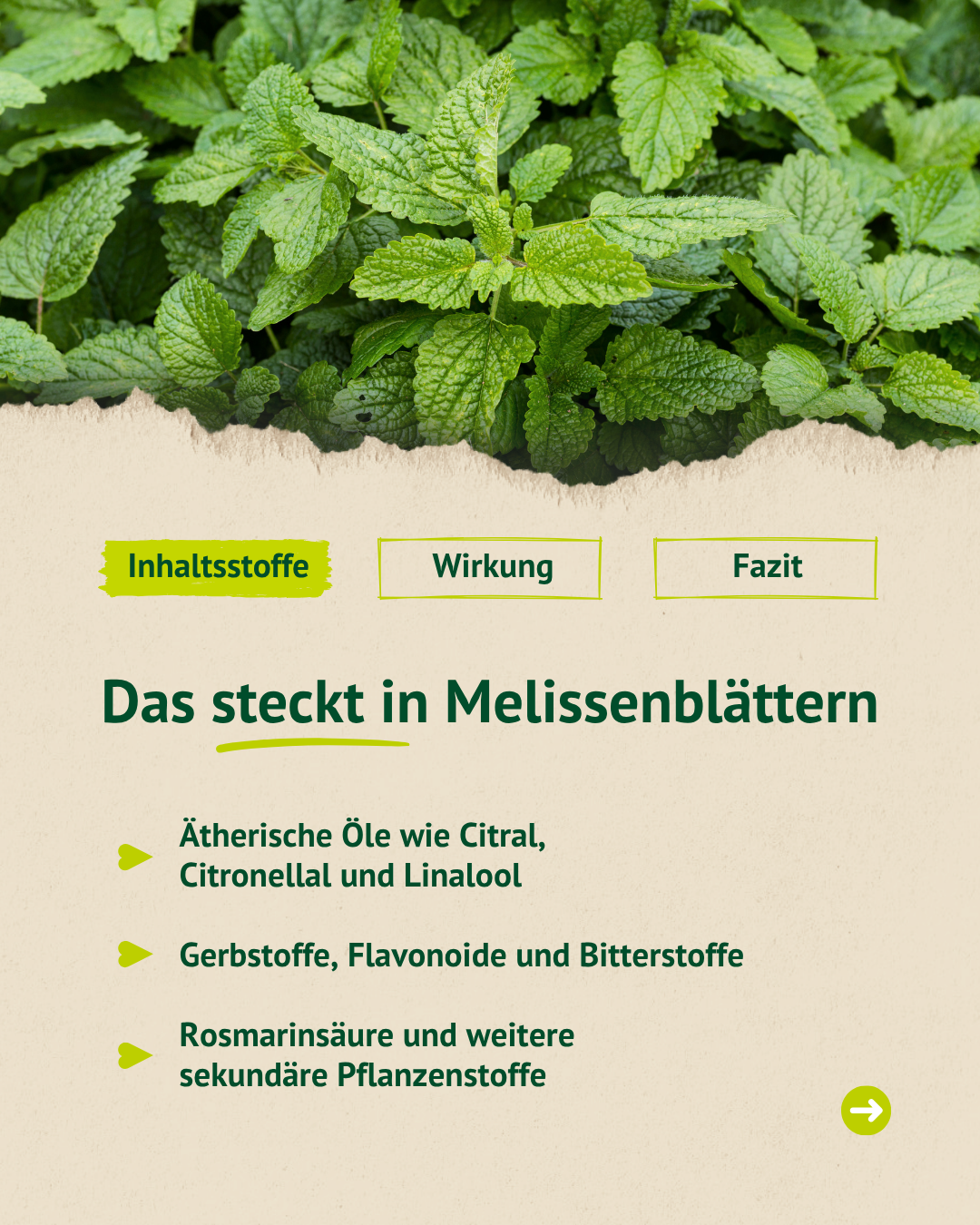 Infografik zu den Inhaltsstoffen von Melissenblättern mit frischen Melissenblättern im Hintergrund und einer Übersicht zu ätherischen Ölen, Gerbstoffen und weiteren Pflanzenstoffen.