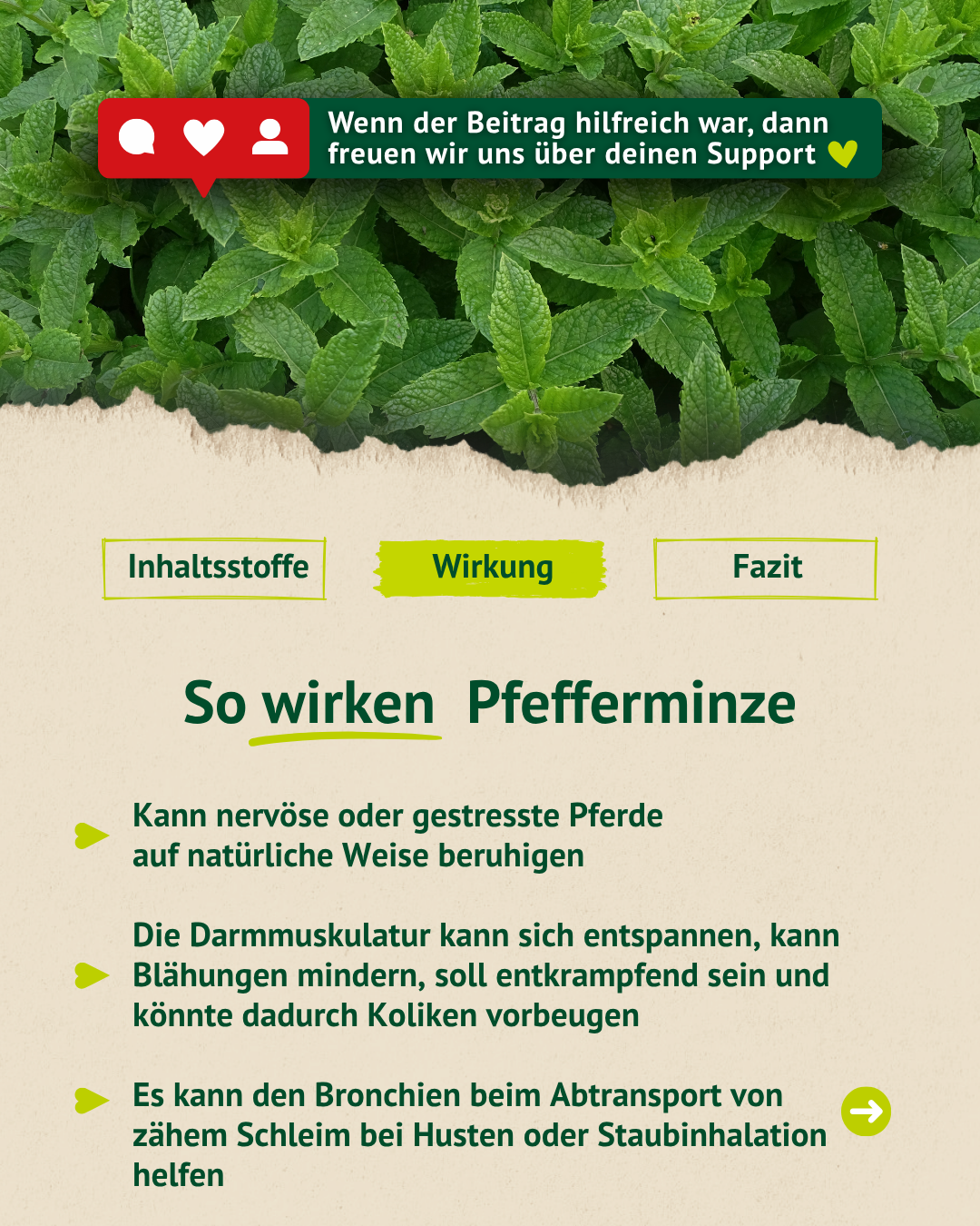 Mögliche Wirkungen von Pfefferminze bei Pferden: Sie kann nervöse Pferde beruhigen, die Darmmuskulatur entspannen und den Abtransport von Schleim aus den Bronchien unterstützen.