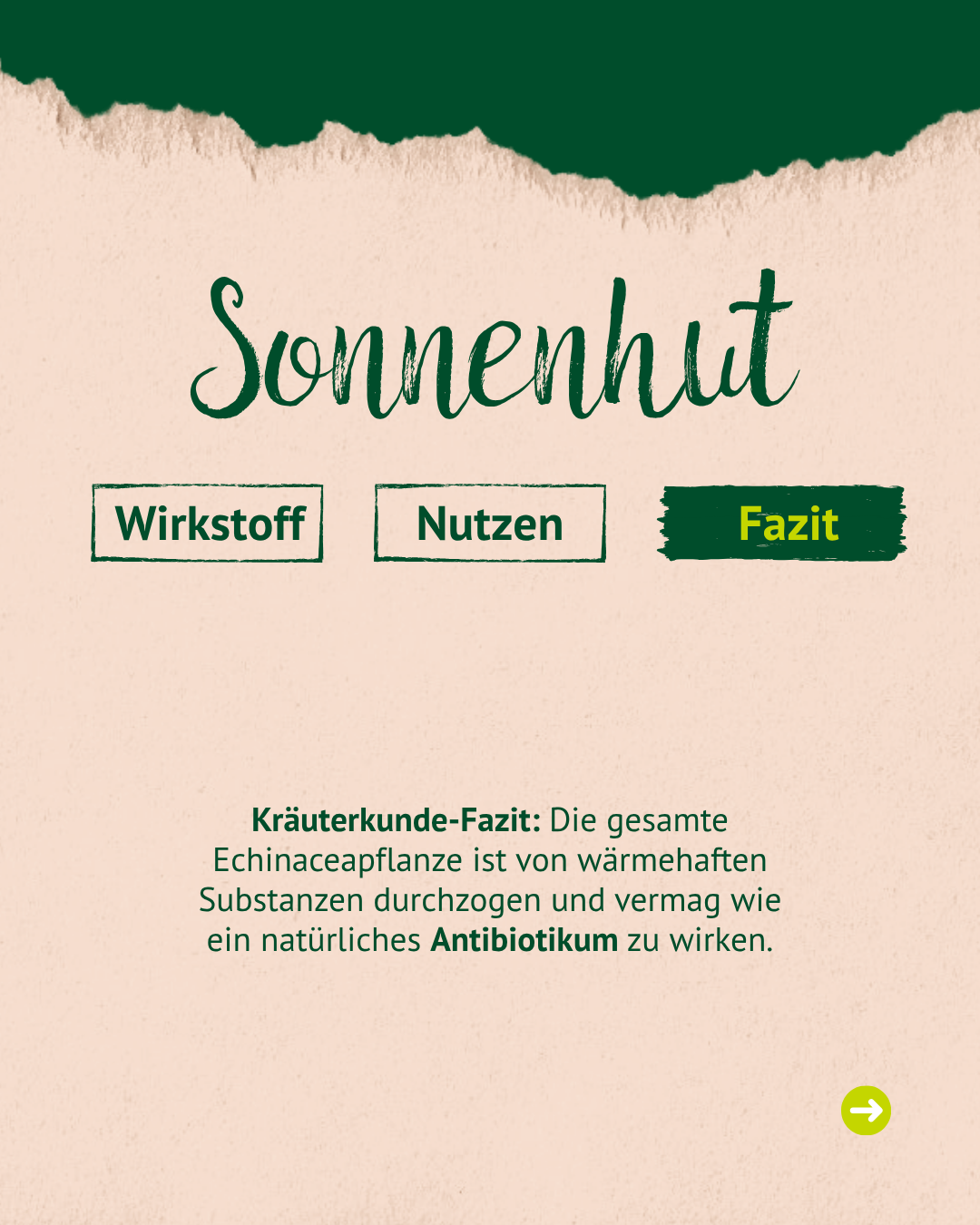 Überschrift mit Sonnenhut, mit drei Reitern und der letzte "Fazit" ist dunkelgrün markiert. Dann steht noch ein einen kleines Kräuter Fazit.  Überschrift mit Sonnenhut, mit drei Reitern und der letzte "Fazit" ist dunkelgrün markiert. Dann steht noch ein einen kleines Kräuter Fazit.