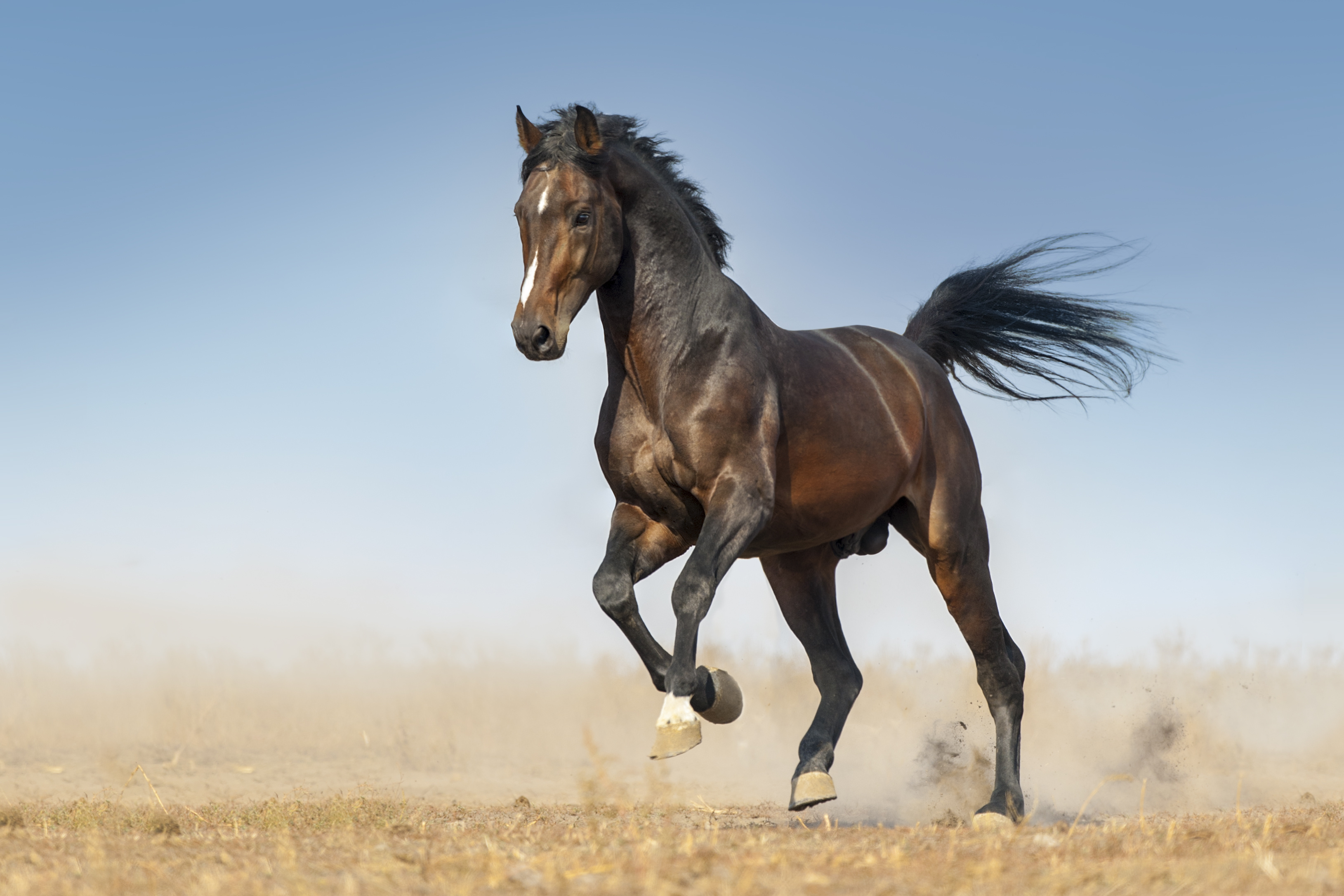 Bruin paard – individuele voeding en mineralenvoorziening bij PSSM