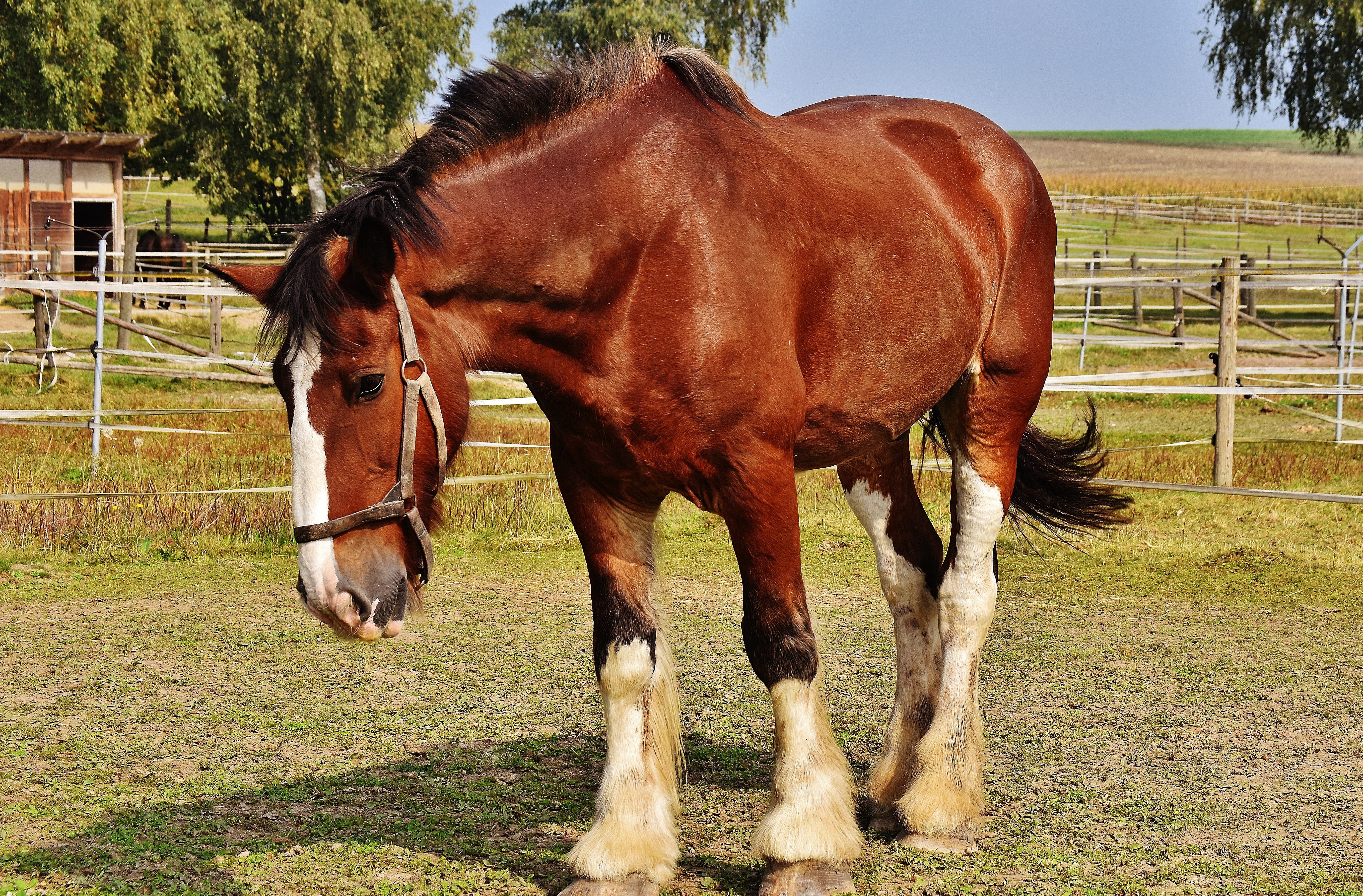 Gewicht paard