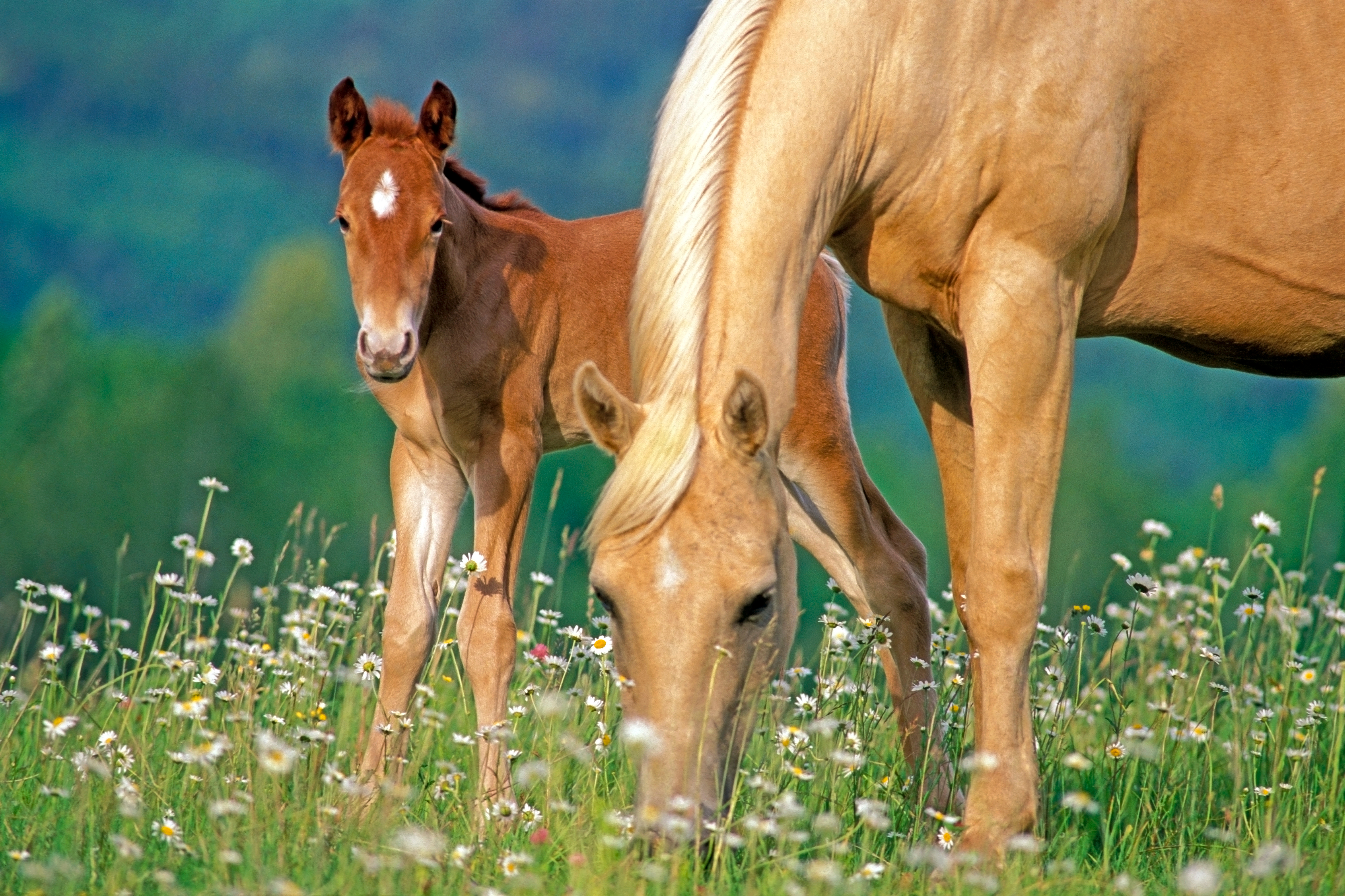 Ein palomino Pferd mit einem Fohlen auf einer blühenden Wiese.
