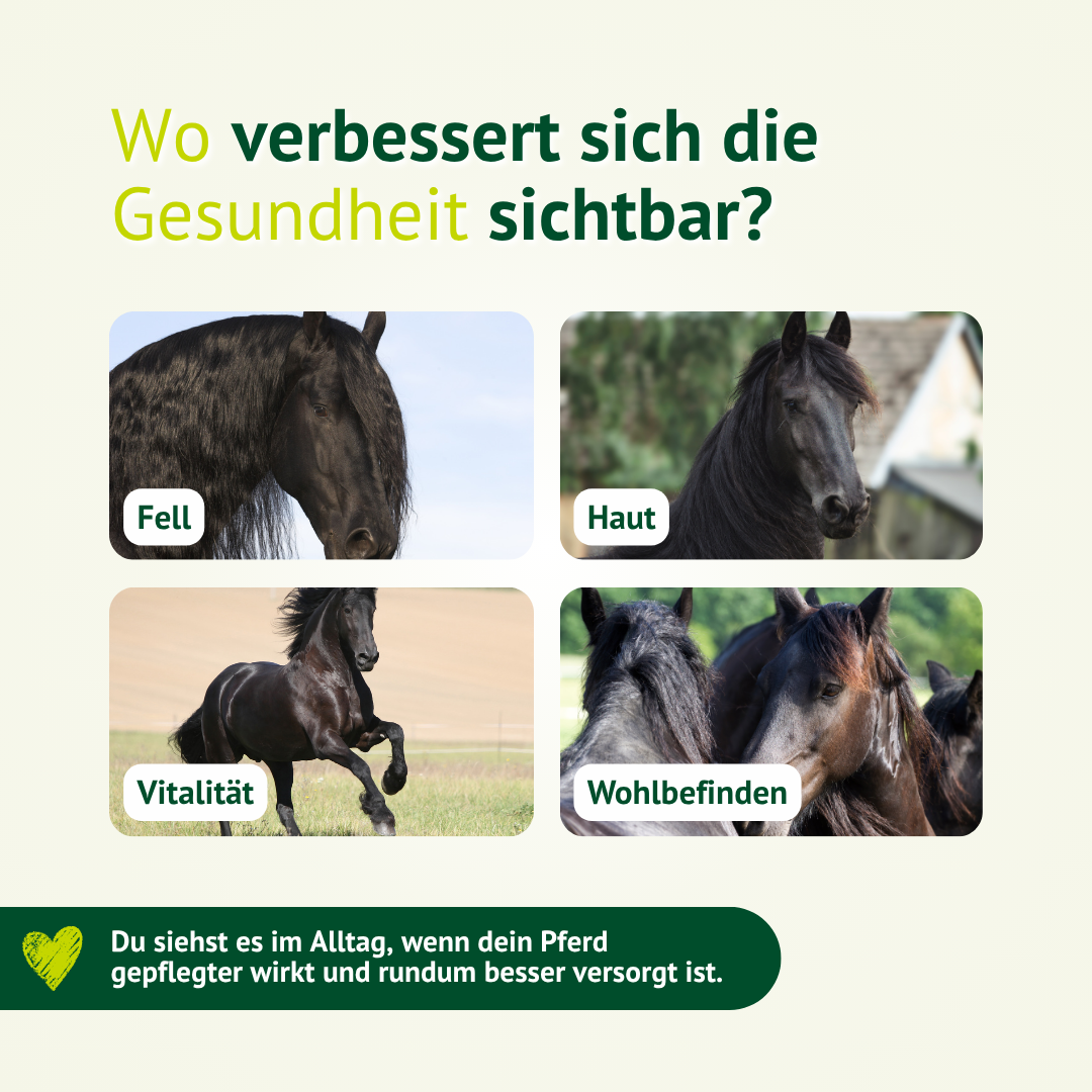 Pferdebilder zeigen sichtbare Verbesserungen durch bedarfsgerechte Versorgung bei Fell, Haut, Vitalität und Wohlbefinden.